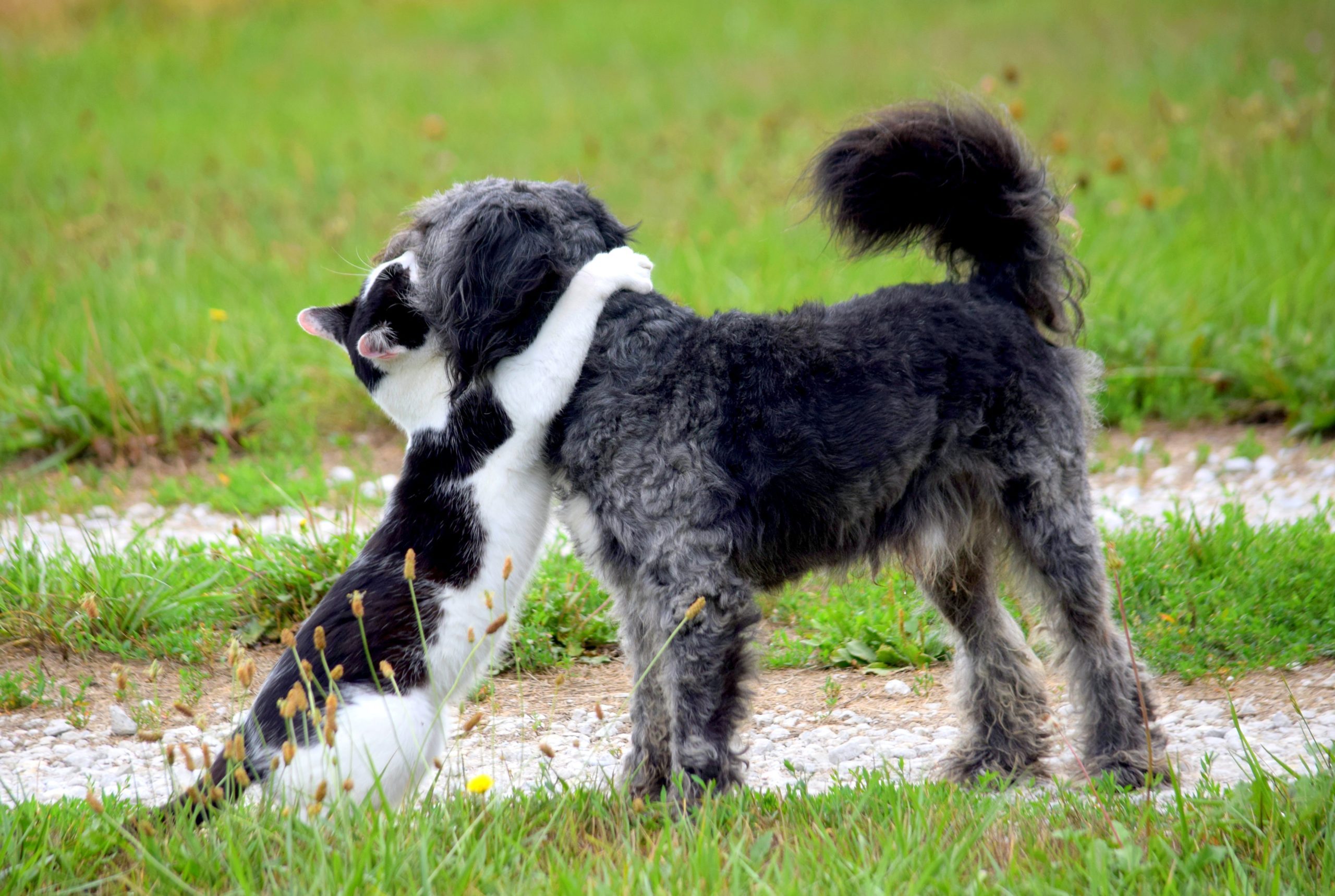cat giving a hug to a dog