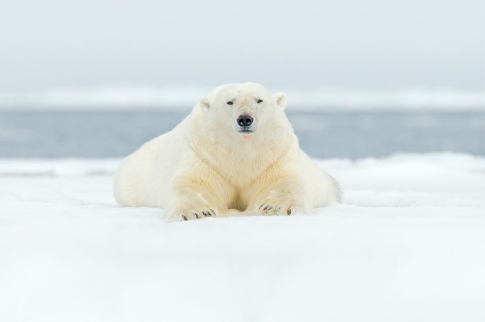 Polar bear on drift ice edge with snow and water in Svalbard sea. White big animal in the nature habitat, Europe. Wildlife scene from nature. Dangerous bear lying on the ice, Arctic Norway.