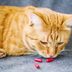 How to Give a Cat a Pill—and Actually Get Your Cat to Swallow It