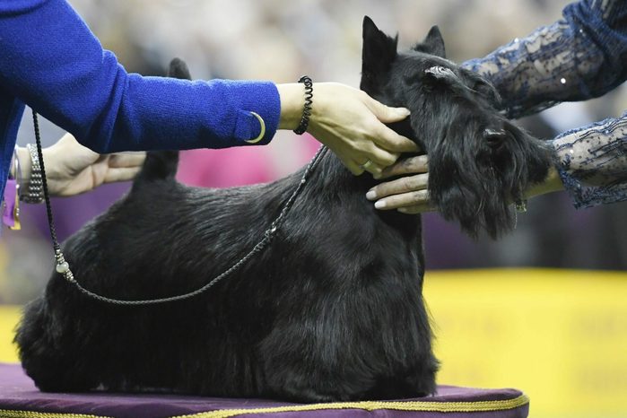 Scottish Terrier westminster
