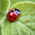 How to Use Rice Water on Plants to Make Your Garden Thrive