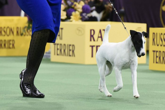 Smooth Fox Terrier