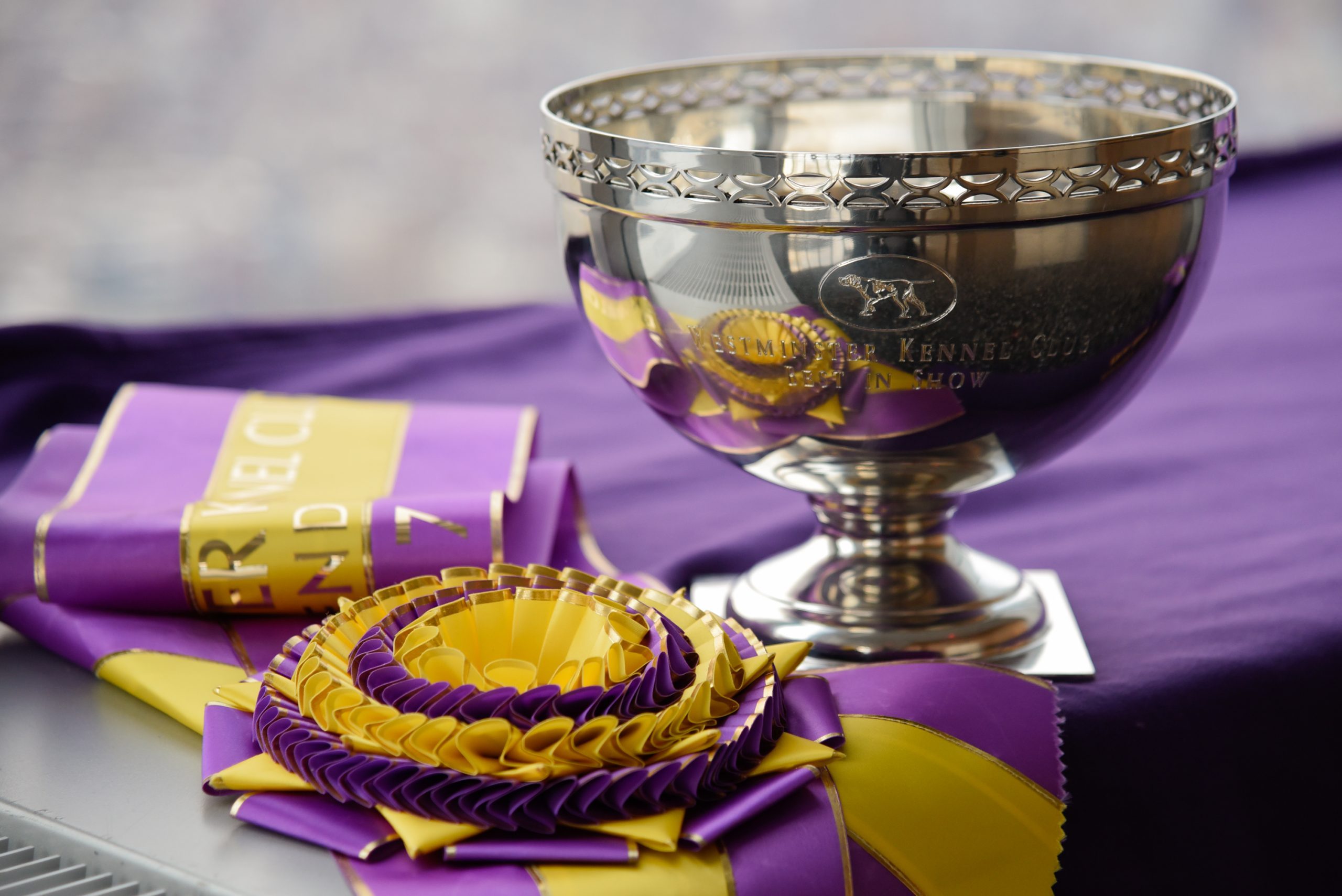 The Dog Breeds with the Most Wins at the Westminster Dog Show