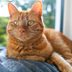12 Orange Cat Breeds That Have Head-Turning Coats