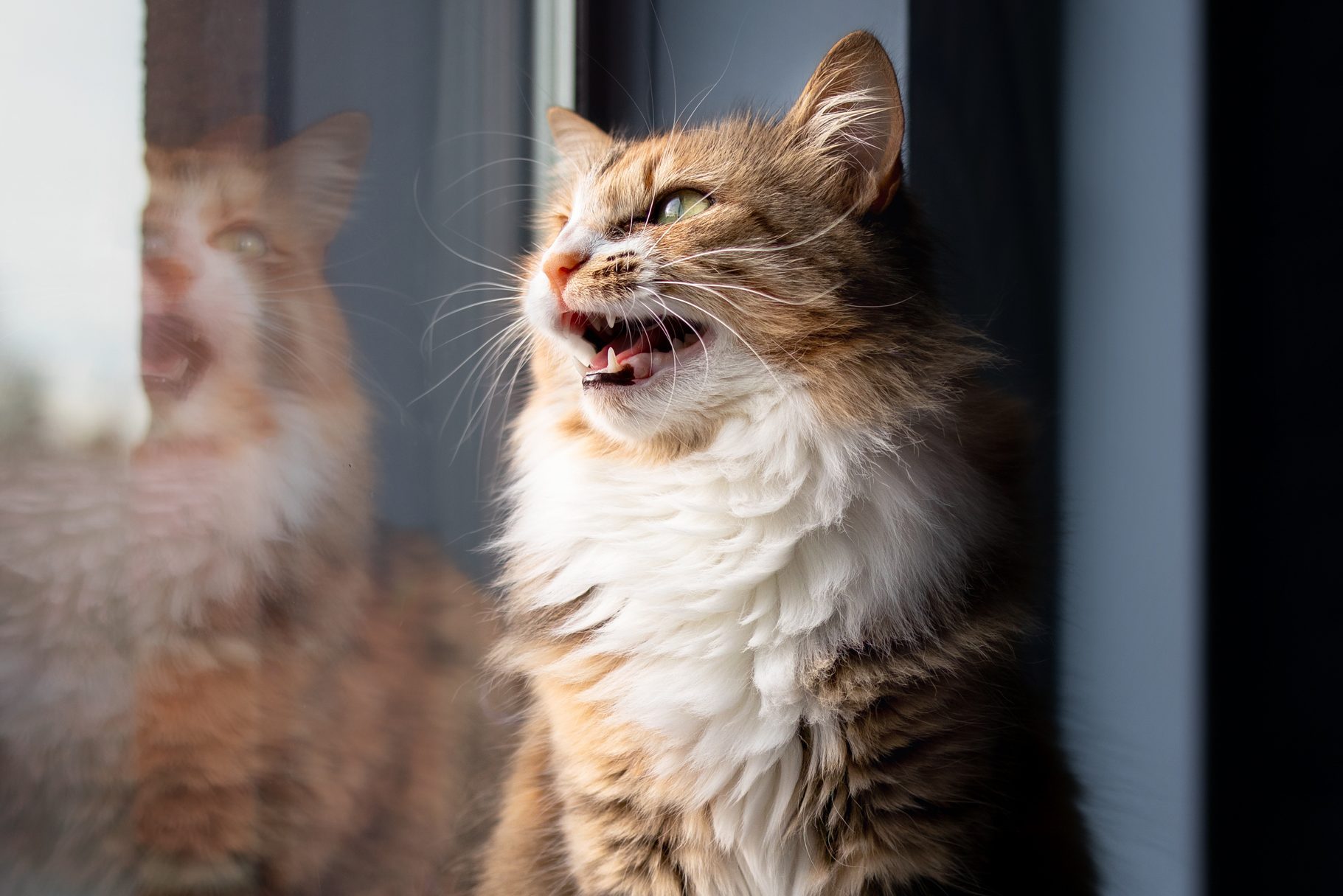 Why Do Cats Chirp, and Does It Mean They’re Happy?