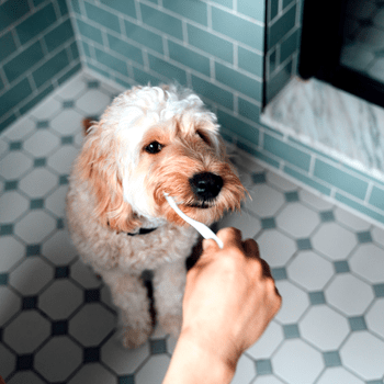 Failed to download image from https://f-cce-6009-v1.rdu.r.tmbi.com/wp-content/uploads/2022/04/dogs-brushing-teeth-GettyImages-1322177838.png. Image size exceeds the limit.