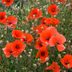 Here’s Why the Poppy Is a Symbol of Memorial Day