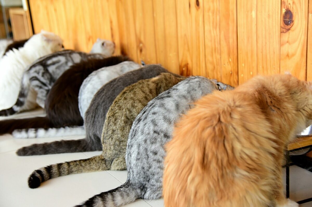 These Are the 12 Rarest Cat Colors and Patterns