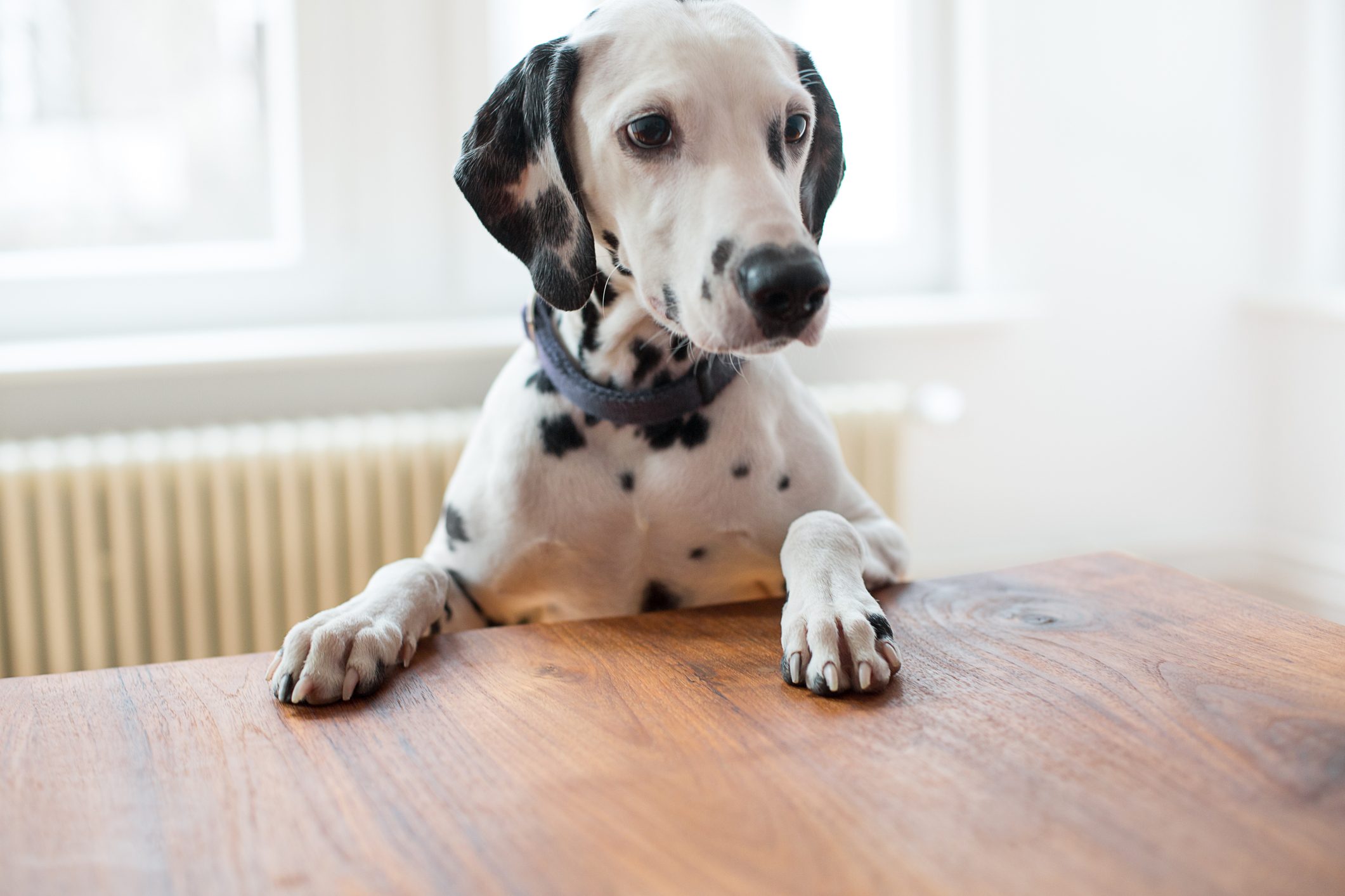 14 Rude Habits Bad Dog Owners Need to Stop ASAP