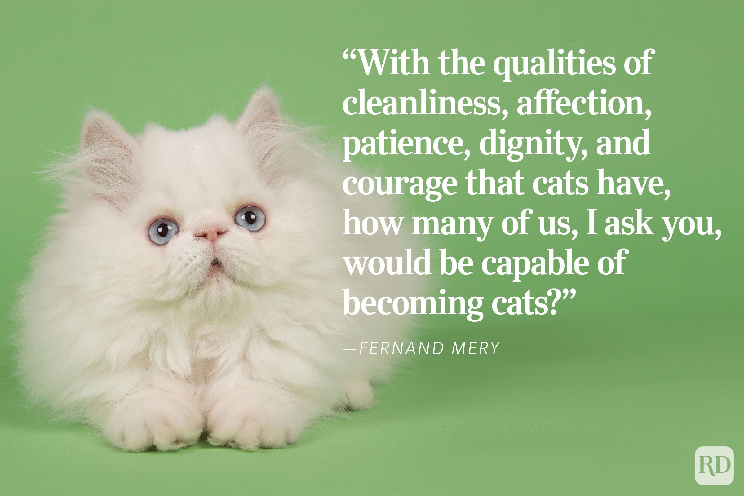 Fluffy white kitten sits, looking forward on a green background. 