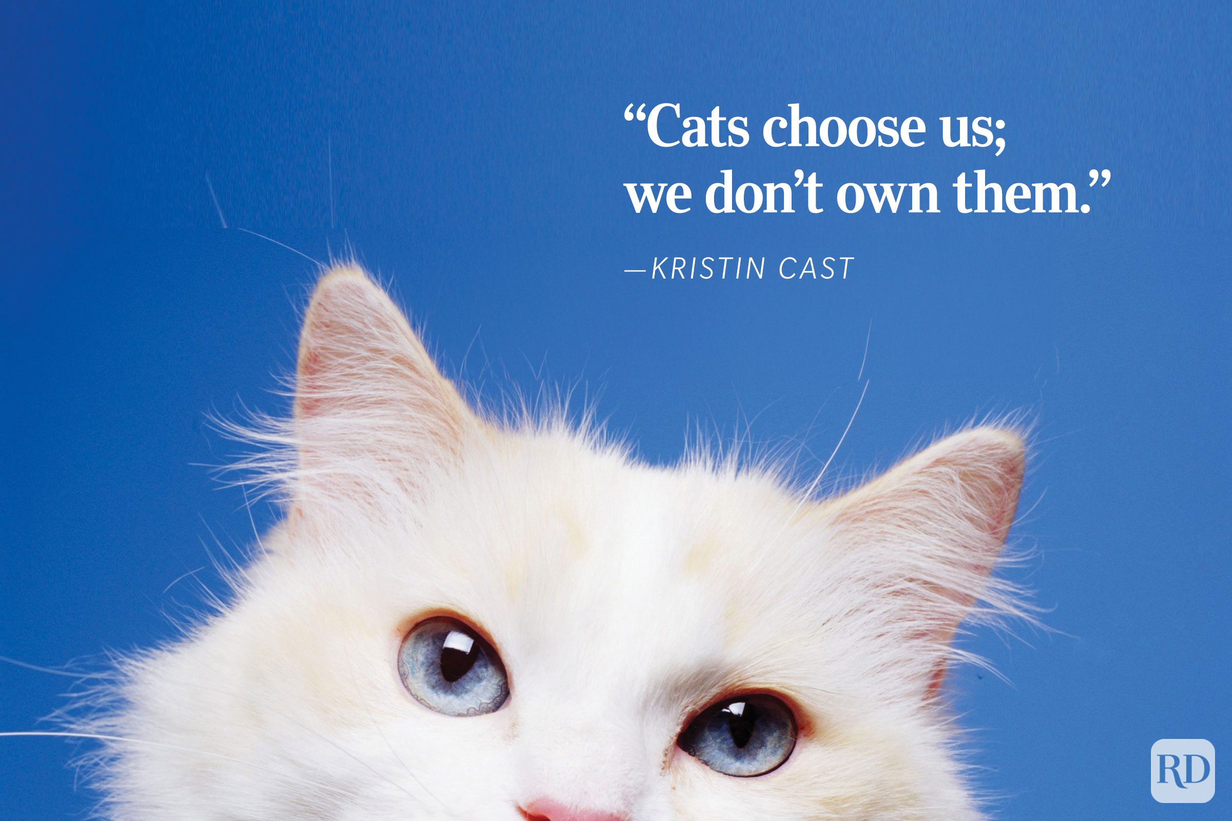 A cat stares with blue eyes against a blue background, accompanied by a Kristin Cast quote about cats choosing their owners.