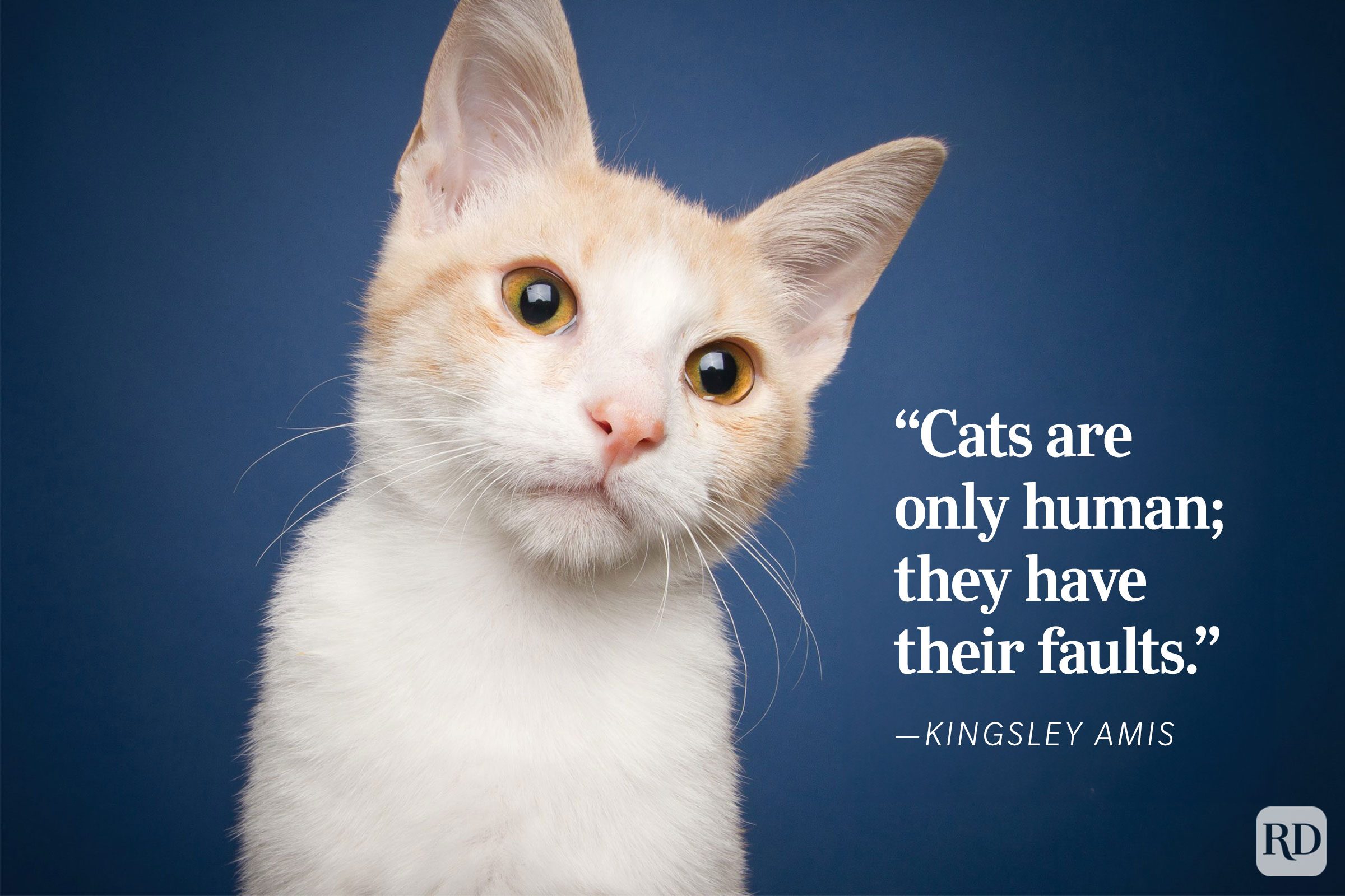 Cat tilts its head against a blue background; text reads: â€œCats are only human; they have their faults.”Kingsley Amis.