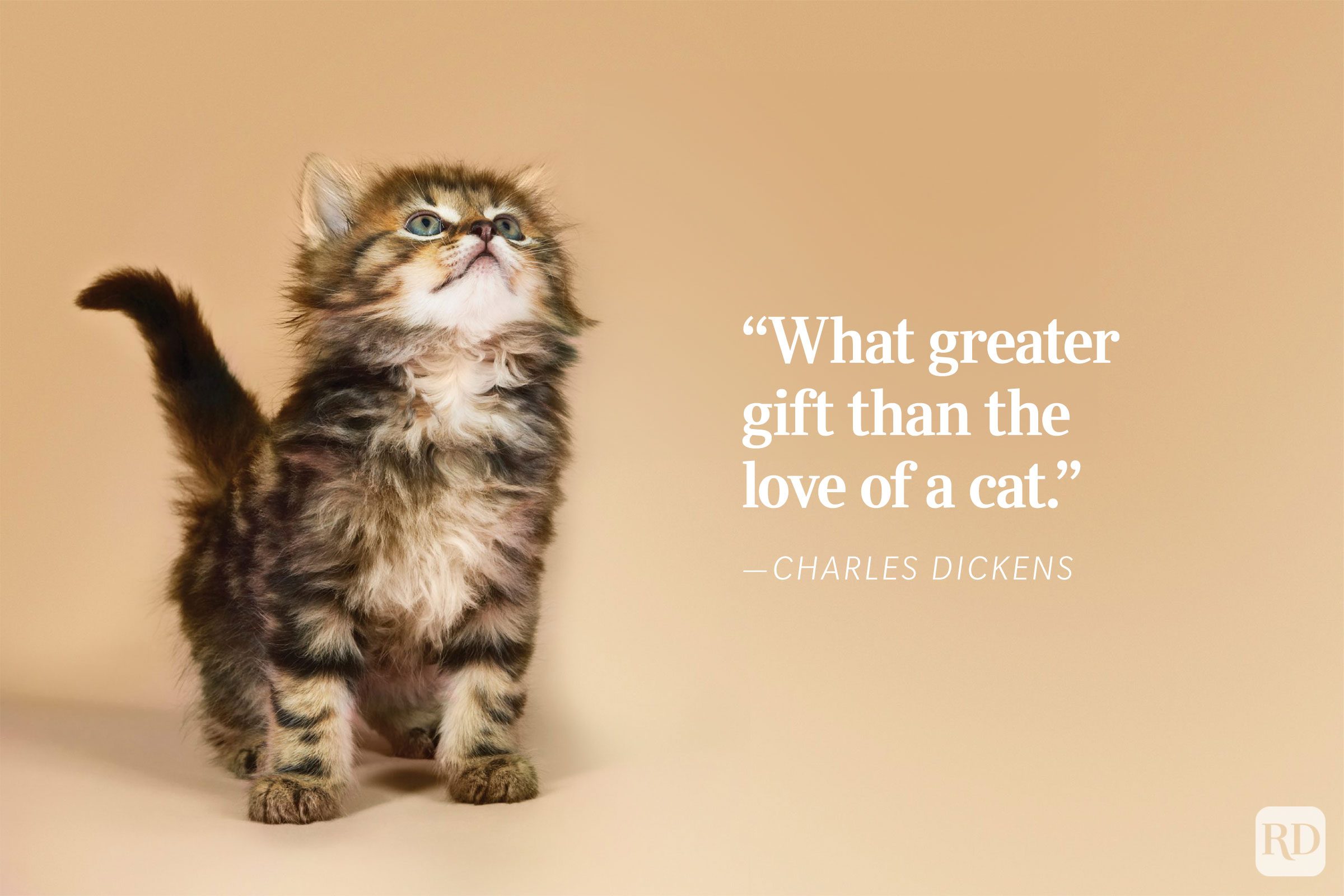 Kitten gazes upward against a soft beige background, accompanied by a quote, â€œWhat greater gift than the love of a cat. - ”Charles Dickens.