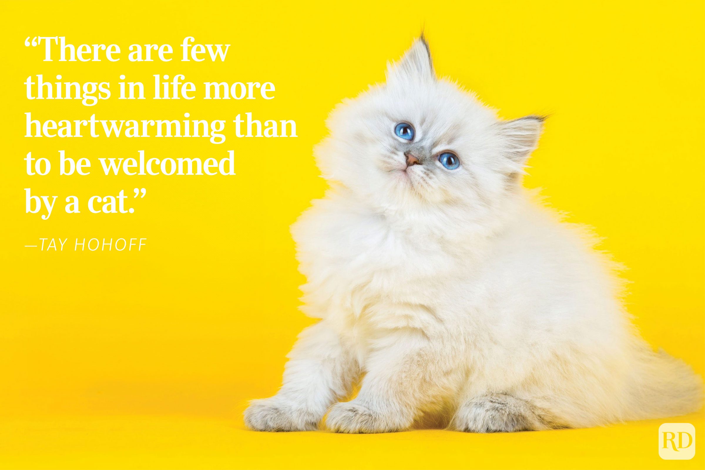 A fluffy white kitten sits gazing upward on a vibrant yellow background. Text reads: â€œThere are few things in life more heartwarming than to be welcomed by a cat." - ”Tay Hohoff