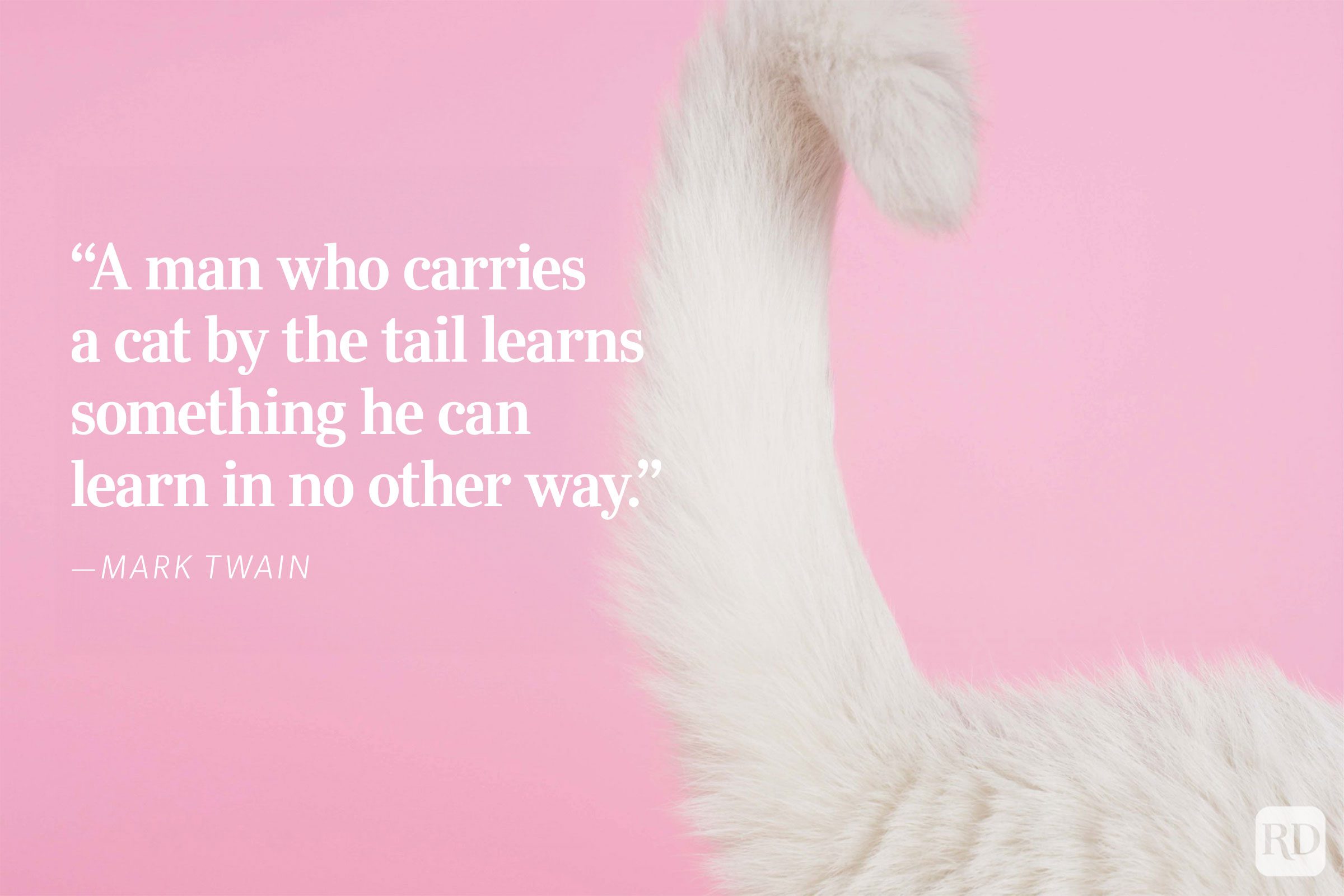 Fluffy cat tail curves against a pink background. Text reads: â€œA man who carries a cat by the tail learns. - Mark Twain.