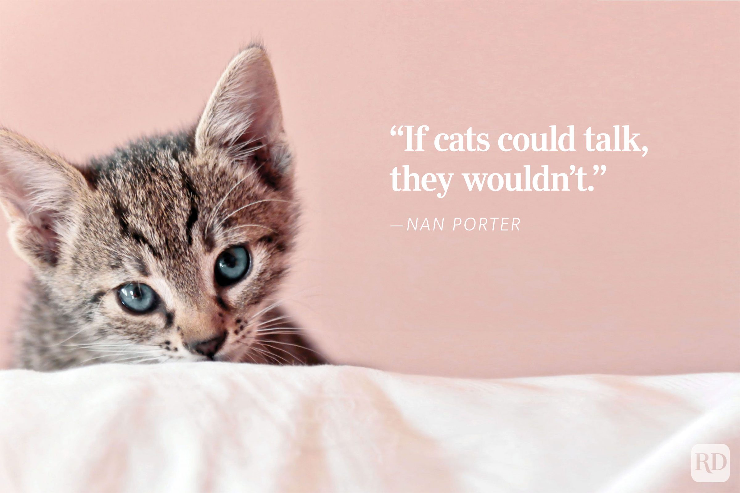 Kitten lies on white surface, gazing forward. Background is pink. Text reads: â€œIf cats could talk, they wouldnt" - ”Nan Porter.