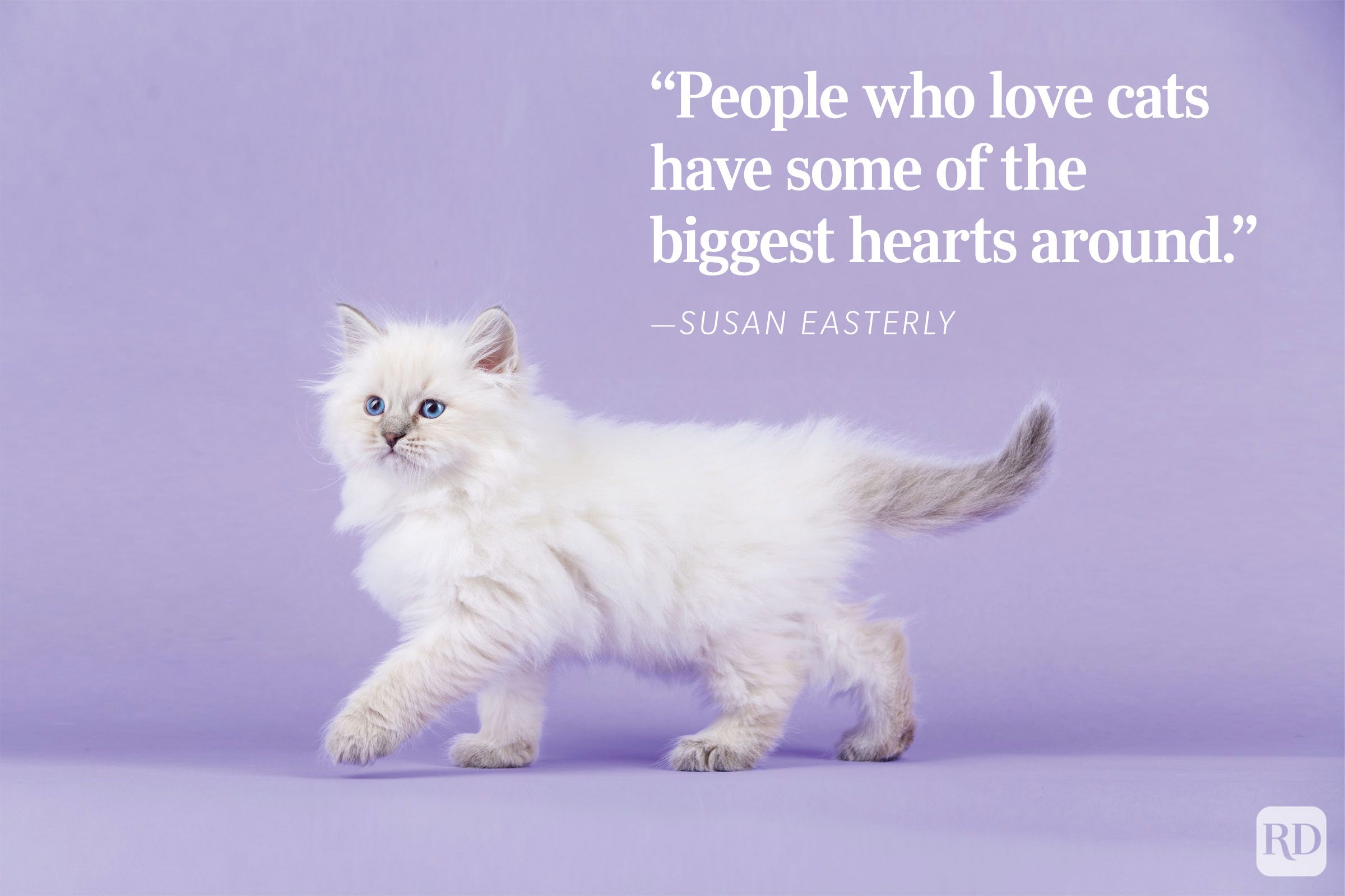 Fluffy white kitten struts on lavender floor, against purple background. Text reads: â€œPeople who love cats have some of the biggest hearts around." - ”Susan Easterly."