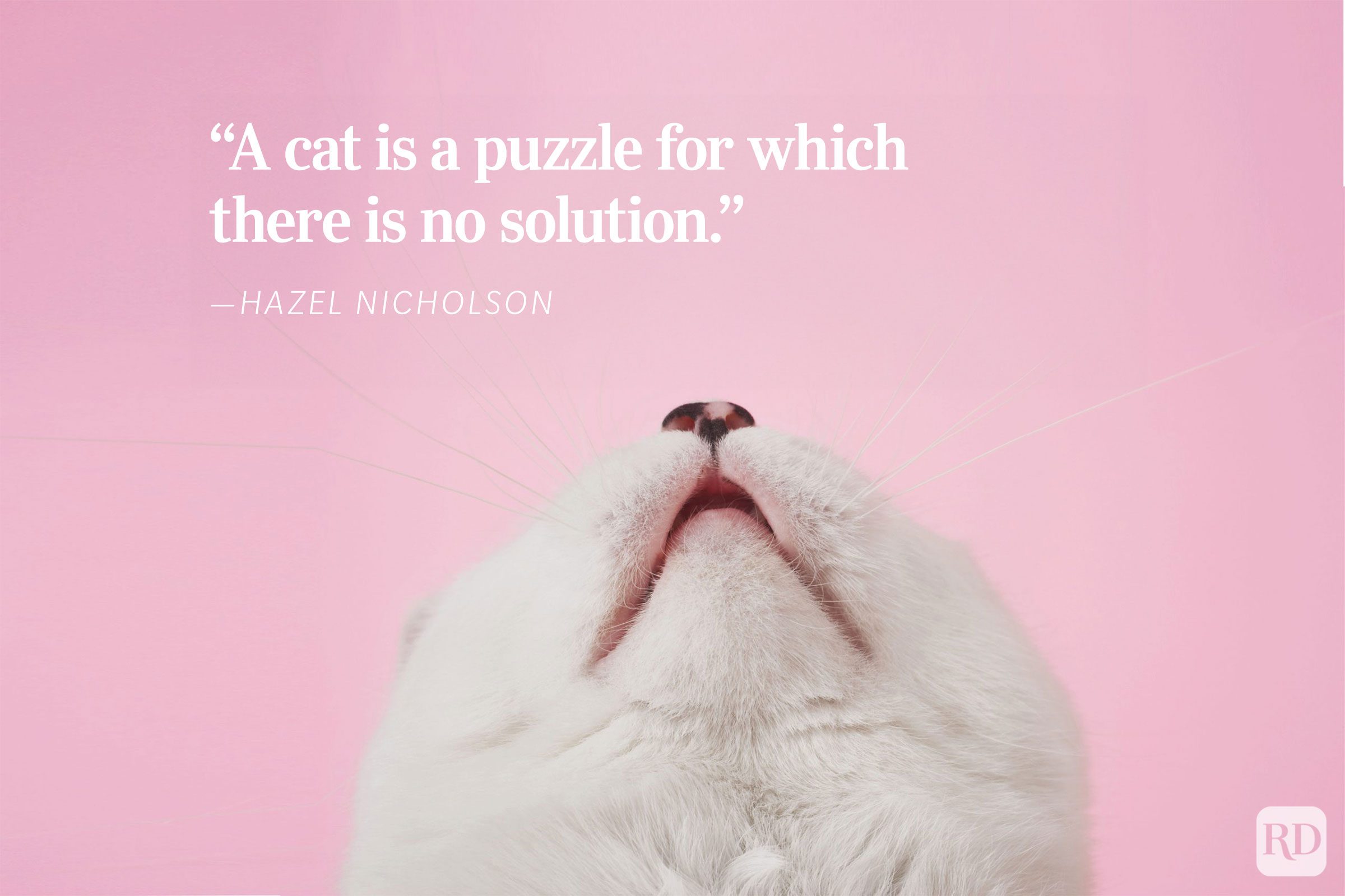 Cat's face tilts upward, appearing curious against a pink background. Text reads: â€œA cat is a puzzle for which there is no solution." - ”Hazel Nicholson.