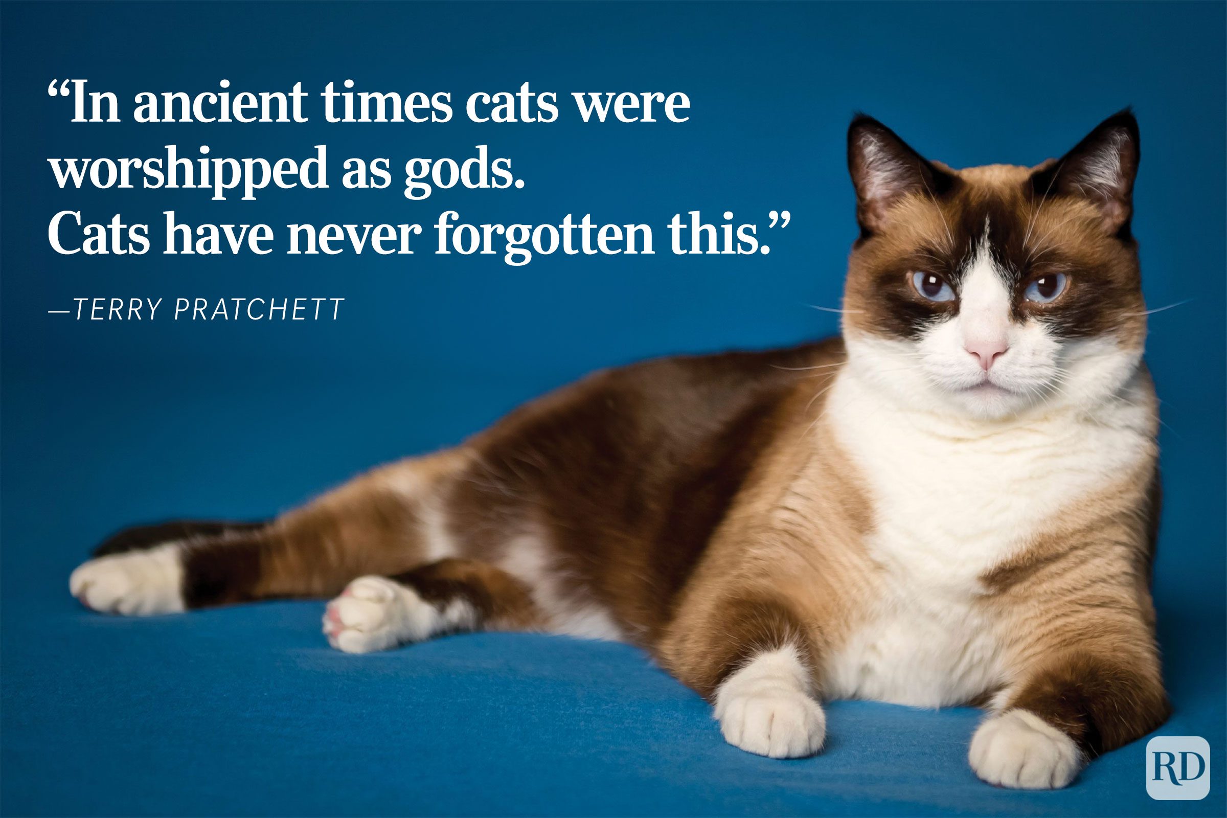 A cat lounges confidently against a blue background. 