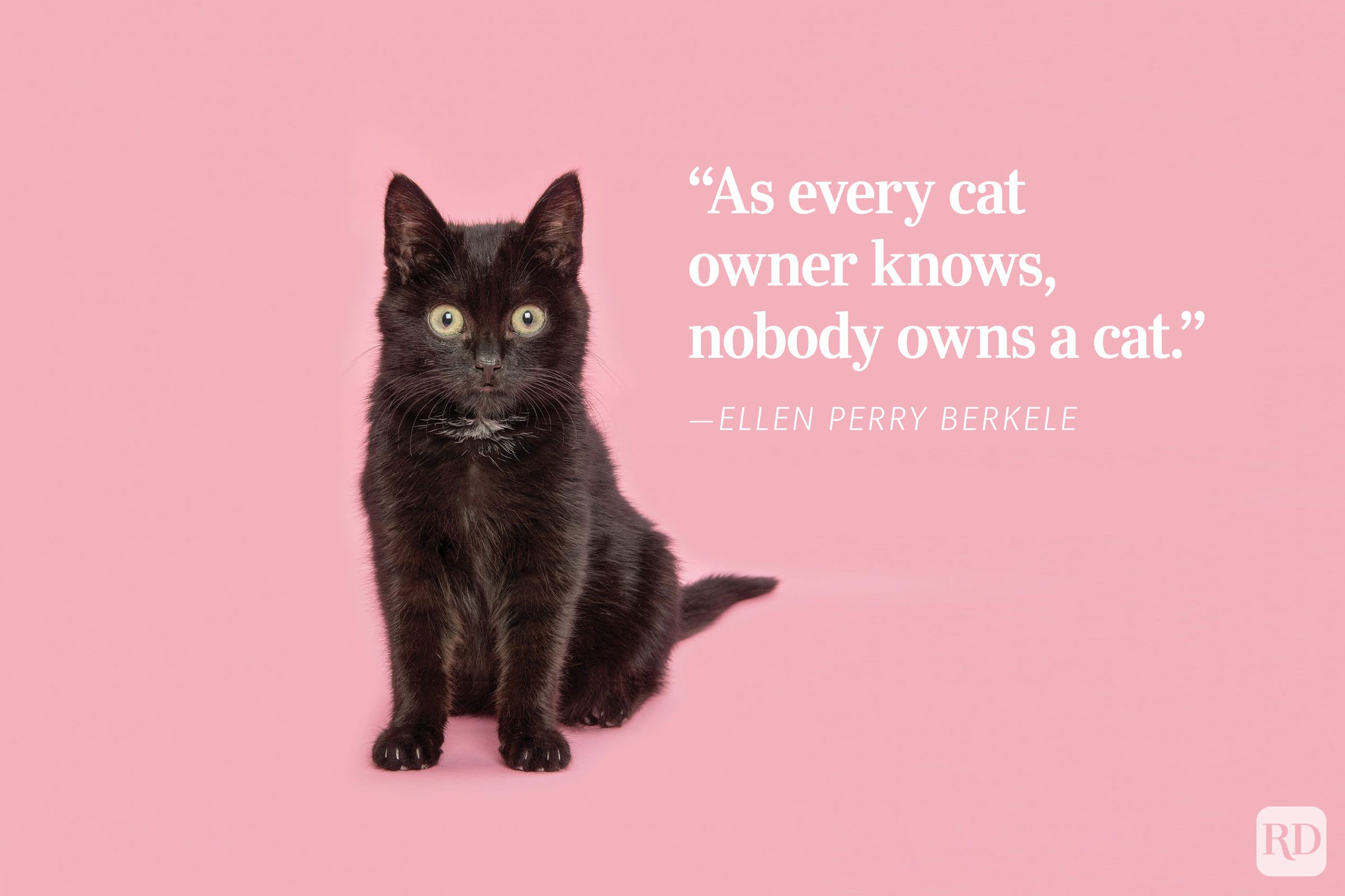 Black cat sitting; pink background. Quotation: "As every cat owner knows, nobody owns a cat." - ”Ellen Perry Berkeley.
