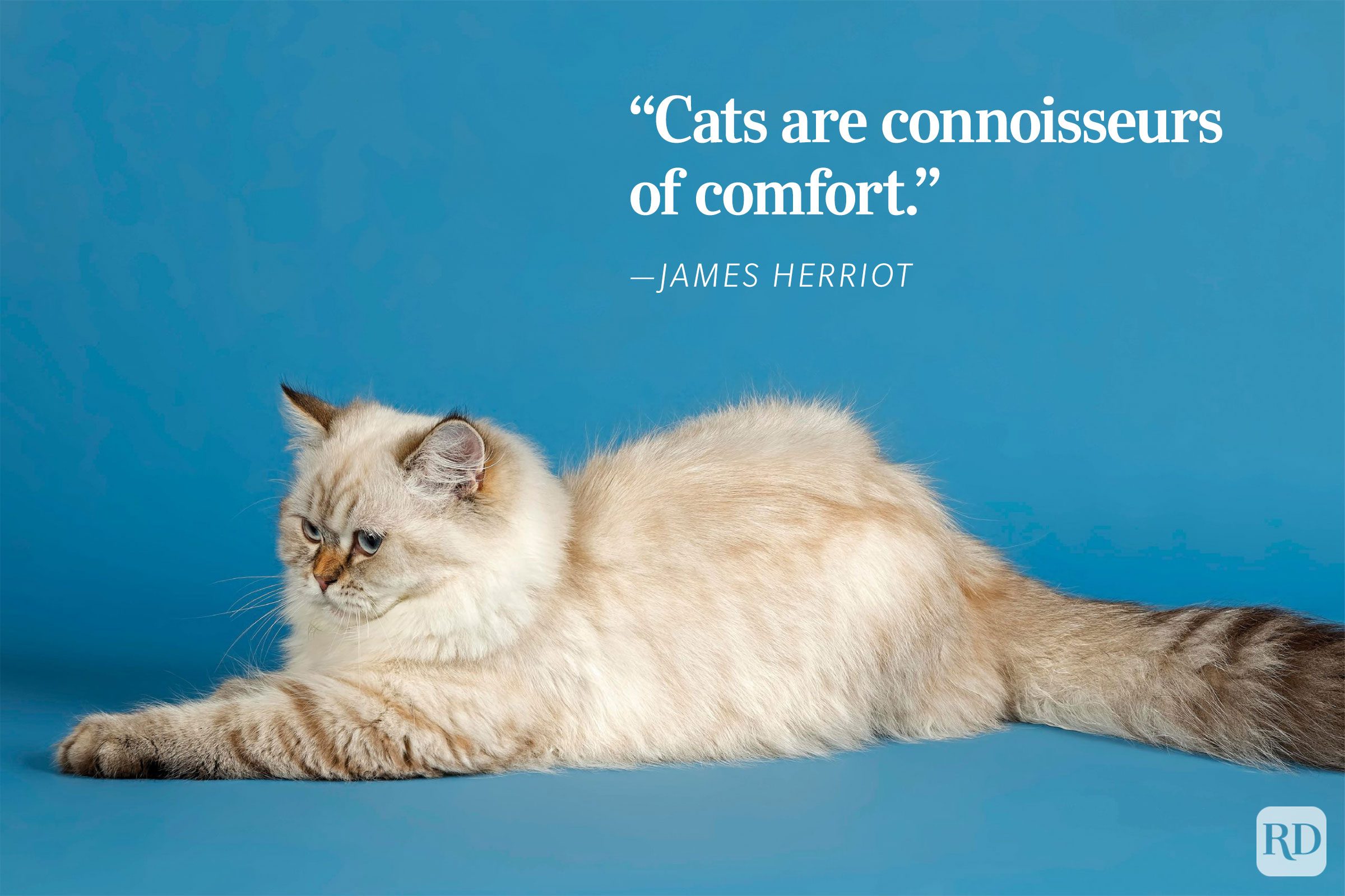A fluffy cat lounges contentedly on a blue backdrop. Text reads: "Cats are connoisseurs of comfort." - ”James Herriot.