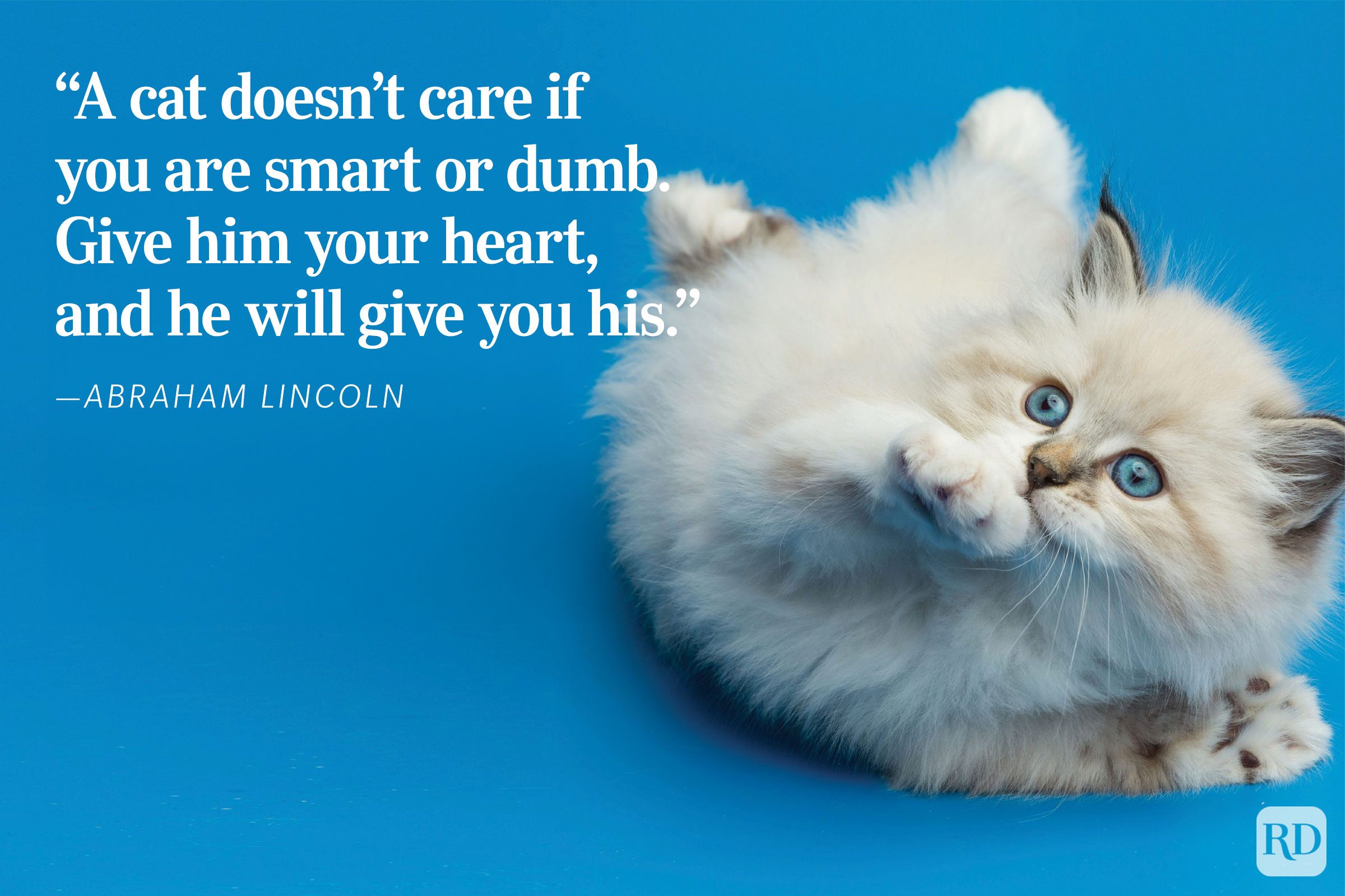 The Love Of A Cat