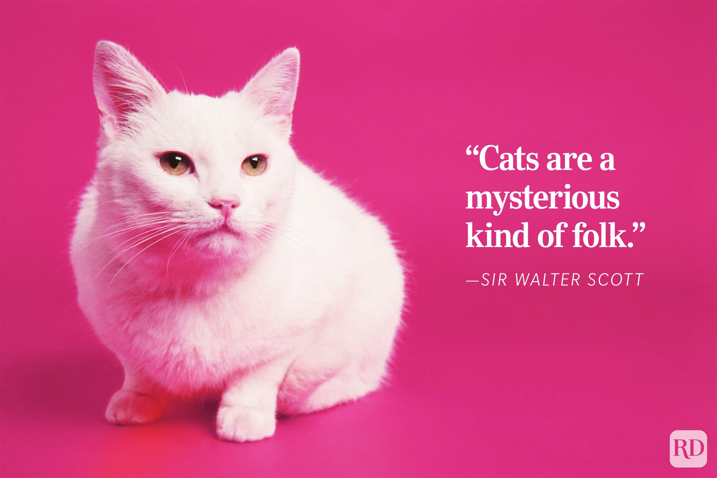 A white cat sits calmly, set against a bright pink backdrop. Accompanied by the text: â€œCats are a mysterious kind of folk. ”Sir Walter Scott.