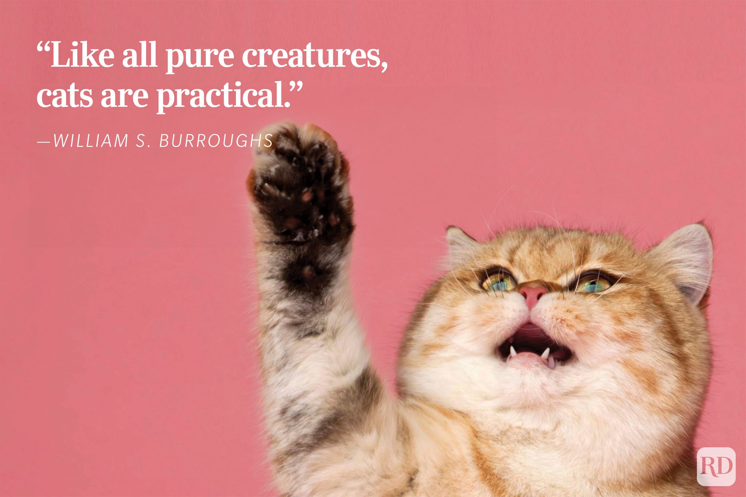 Cat raising paw, framed against a pink background. Text reads, â€œLike all pure creatures, cats are practical. - ”William S. Burroughs.