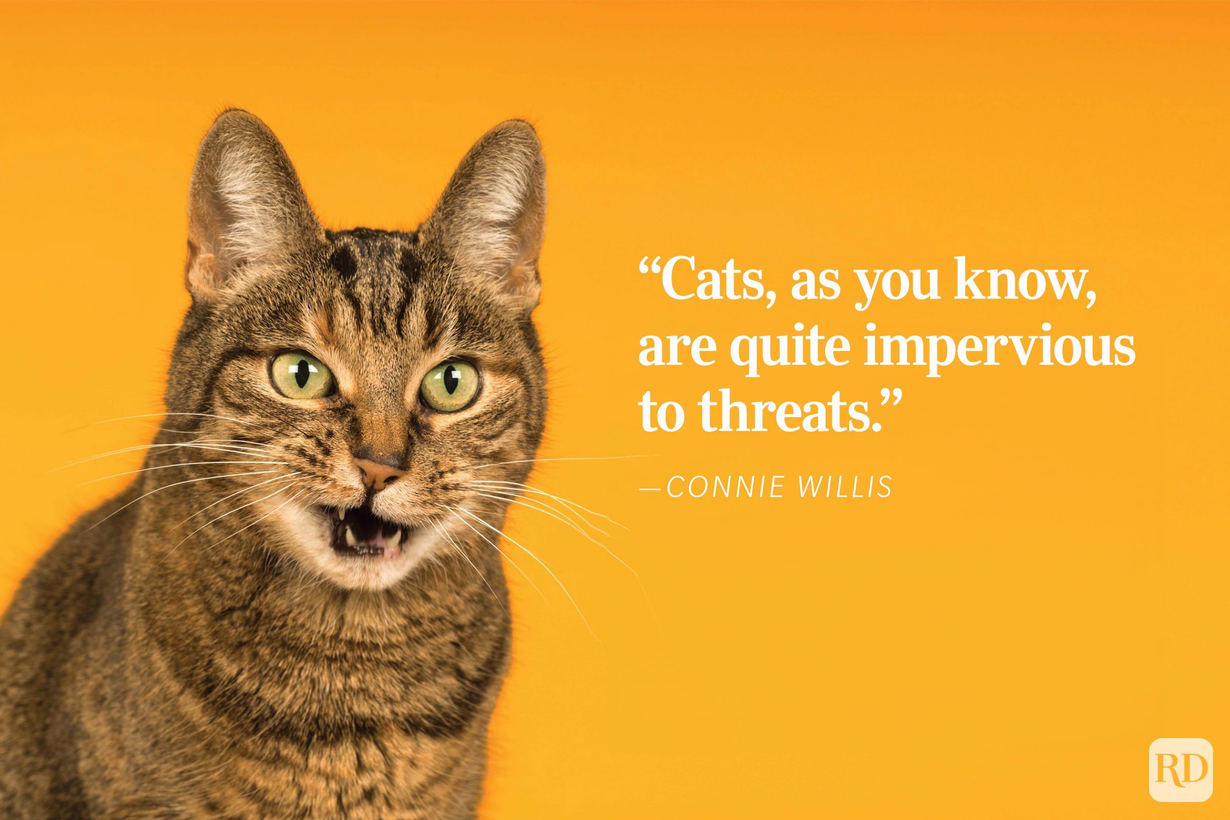 A tabby cat meows against an orange background with text: â€œCats, as you know, are quite impervious to threats.