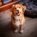 The Most Popular Dog Names in Each State
