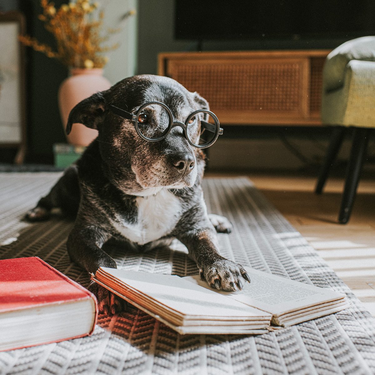 How Smart Is Your Dog? 13 Signs of a Smarty-Pants Pooch