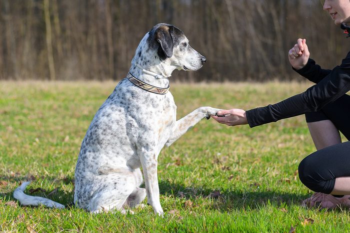 How Smart Is Your Dog 13 Signs Of A Smarty Pants Pooch Gettyimages 655655504