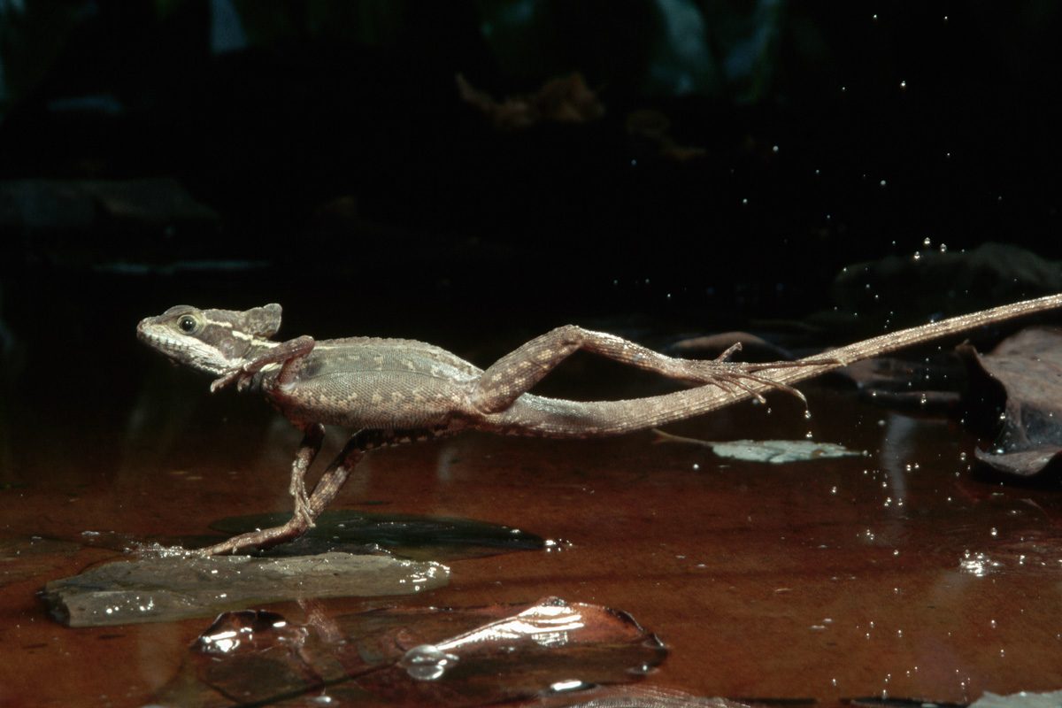 8 Animals You Never Knew Could Walk on Water