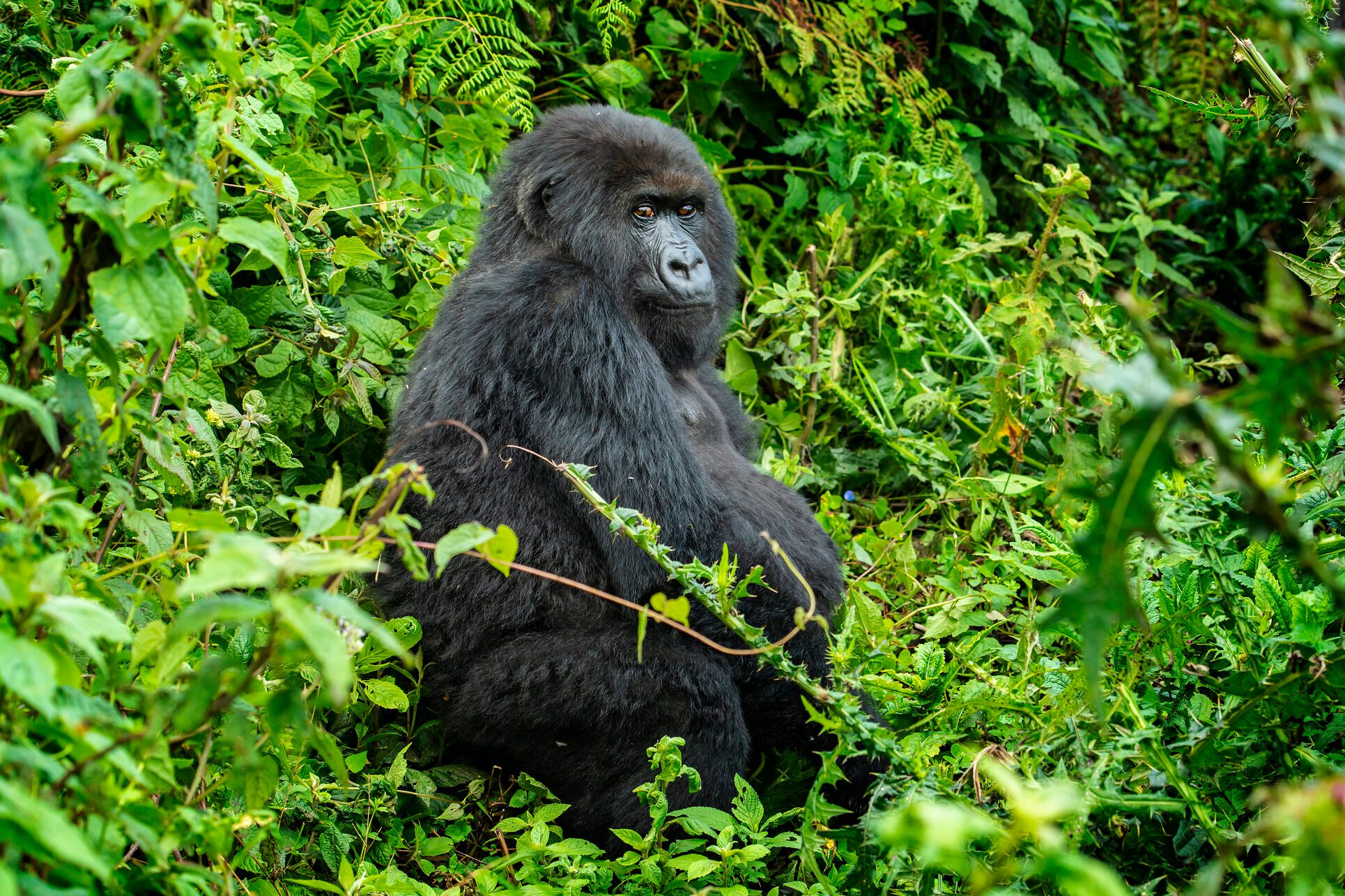 9 Animals You’ll Never See at a Zoo