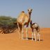 10 Animals That Can Walk Minutes After They're Born