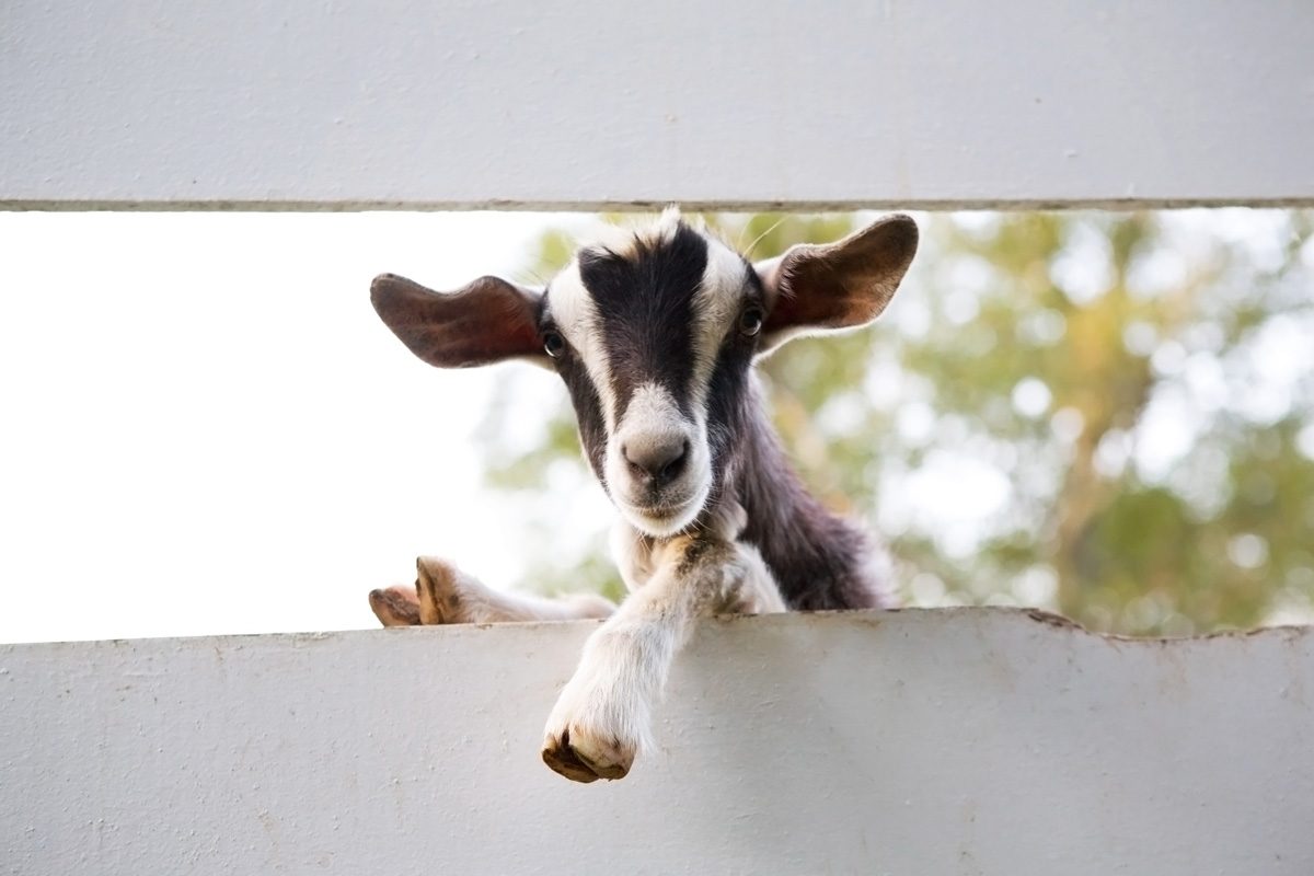 36 Goat Pictures That Are Perfect for Kidding Around