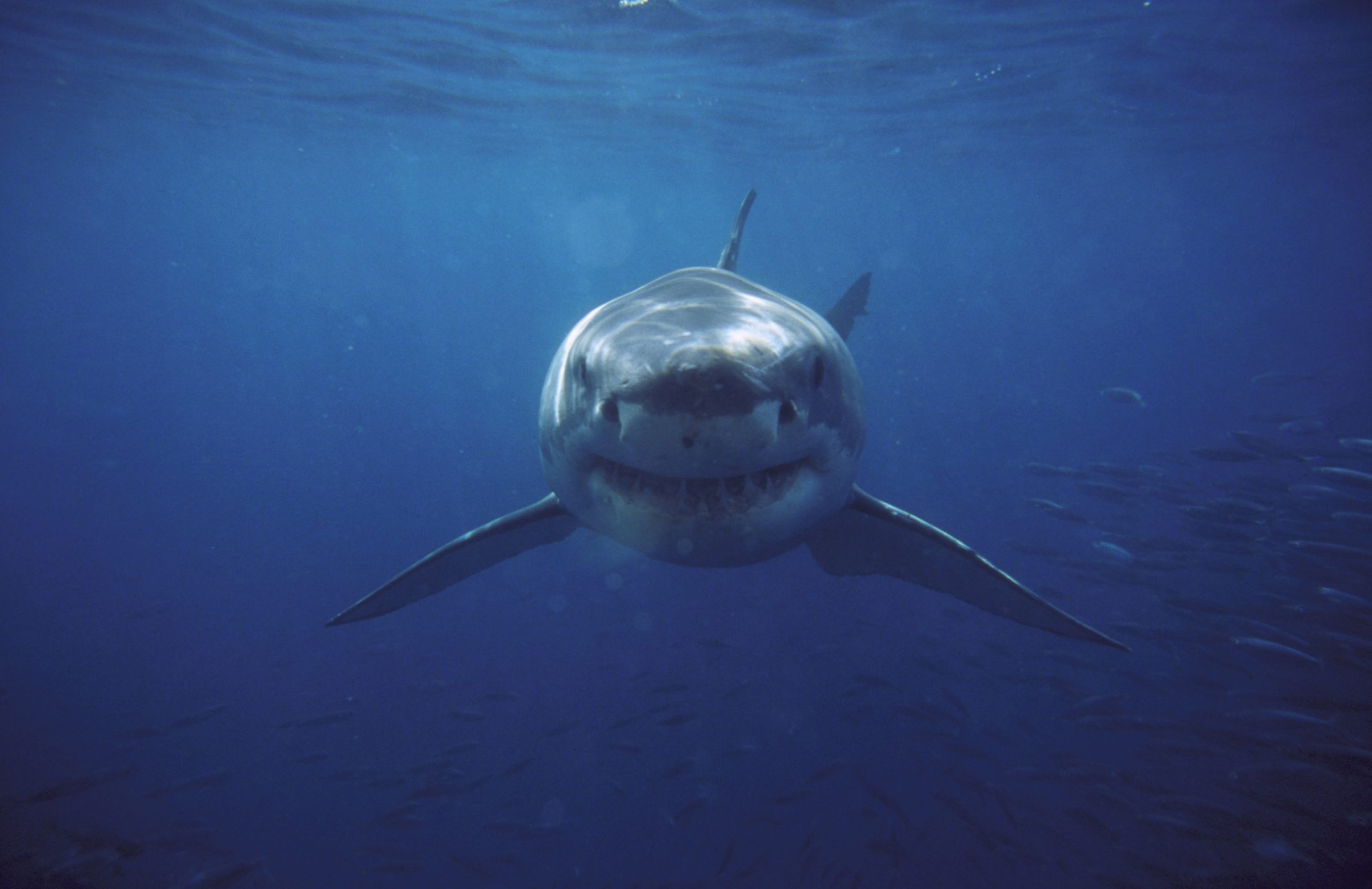 9 Animals That Aren’t as Dangerous as They Look
